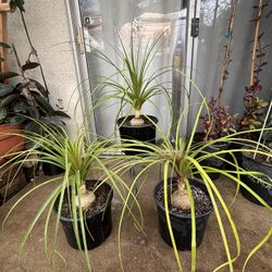 Elephant Leg Plants  🪴🐘