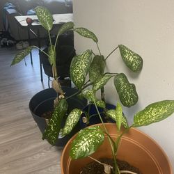 Indoor Plants Available 