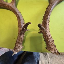 White Tail Deer Antlers
