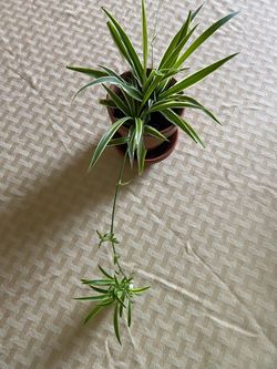 Spider plant