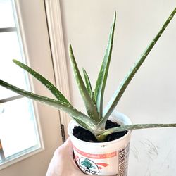 Aloe Vera 