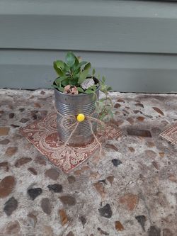 Red kalanchoe and succulents