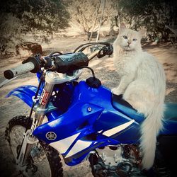 2003 Yamaha WR450F