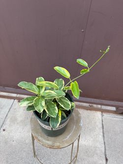 Variegated Jasmin Madagascar in one gallon pot