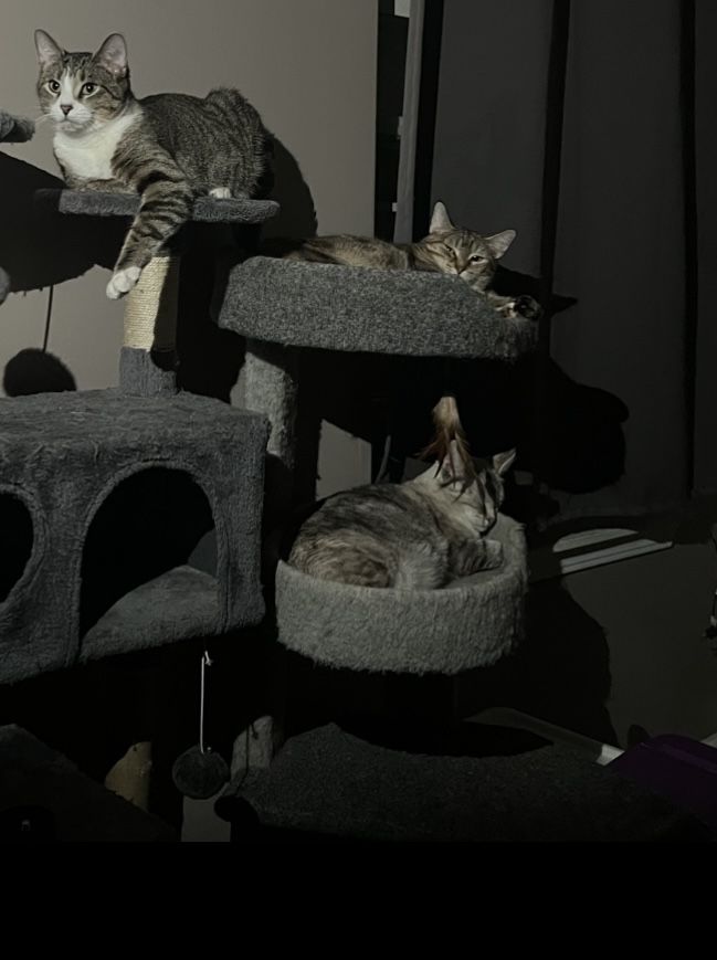Cat Trees