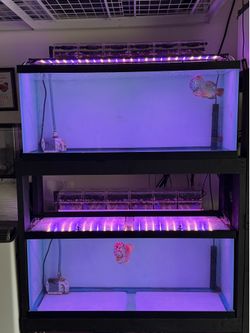 75 gal full aquarium fish tank set up and stand