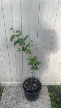 Apple tree