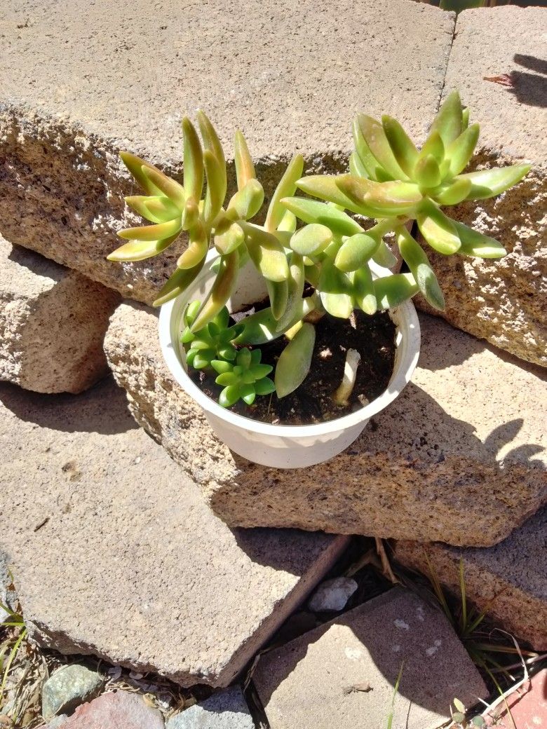 Mini Succulent