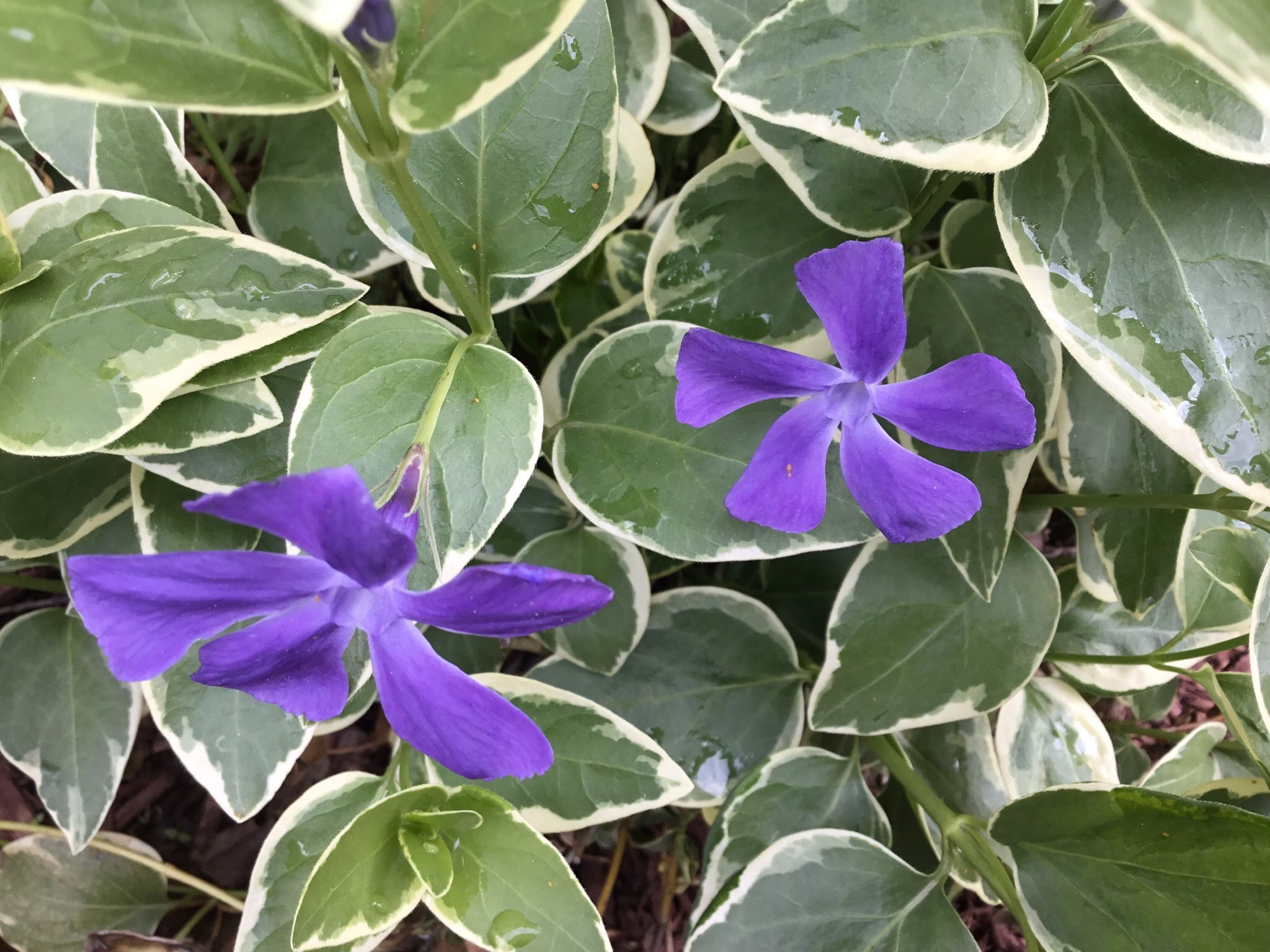 Plant in Fall. Beautiful Flowering Perennial. Variegated Vinca Major. Good Ground Cover Or In Pot.