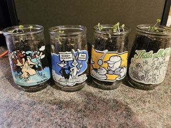 Basil Seedling Plants In Vintage Welch's Grape Jelly Glasses