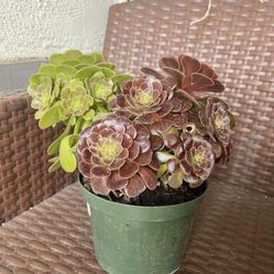 10 In Succulents 