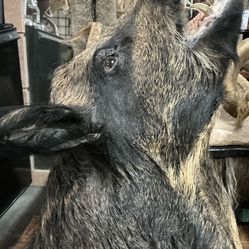 TAXIDERMY WILD BOAR WALL MOUNT