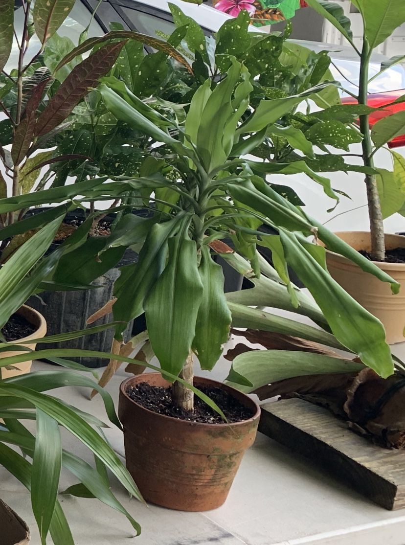Plant in clay flower pot about two feet tall