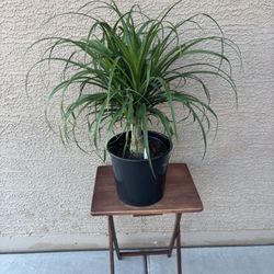 Extremely Healthy Ponytail Palm Plant