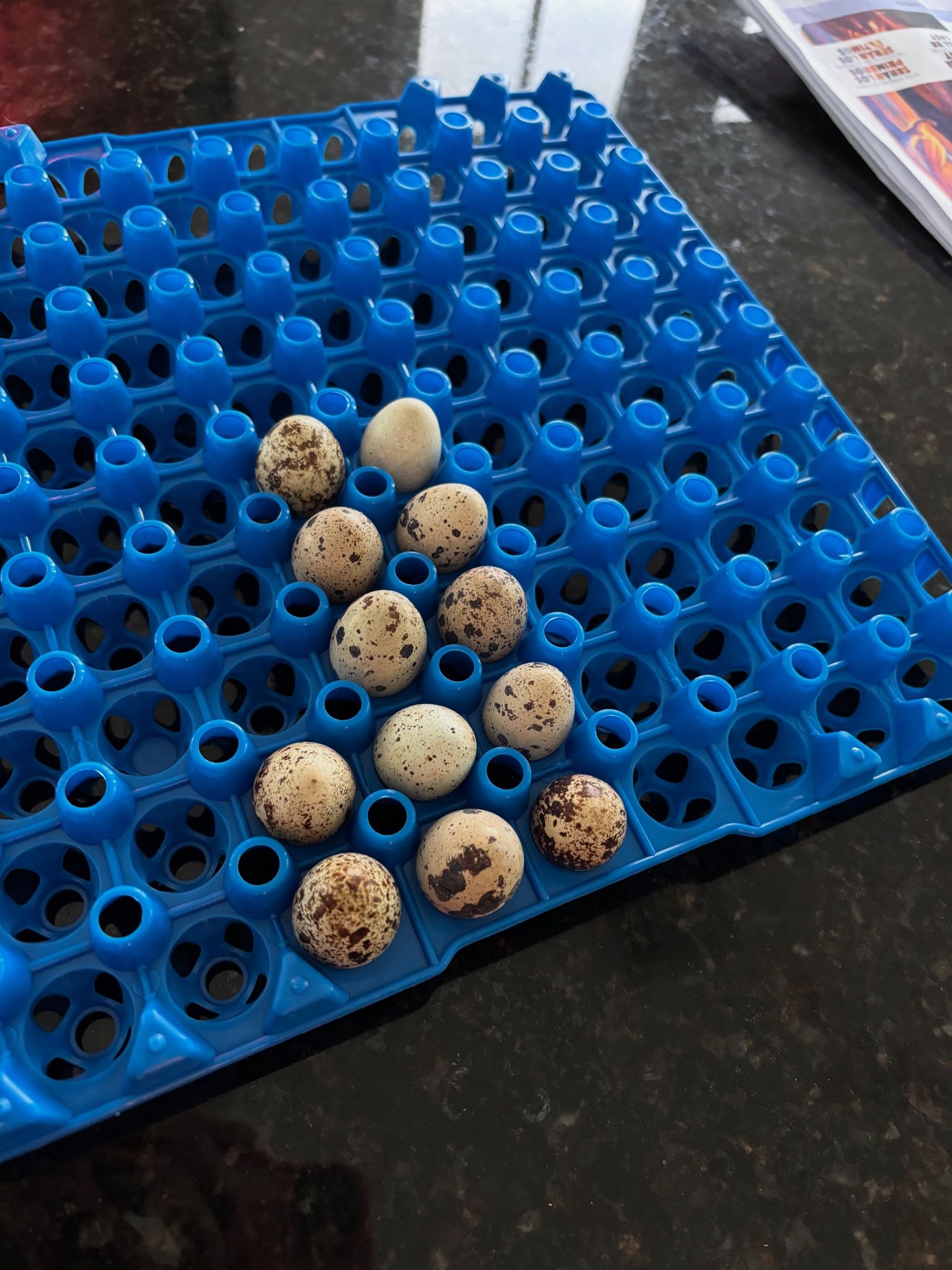 Quails Eggs