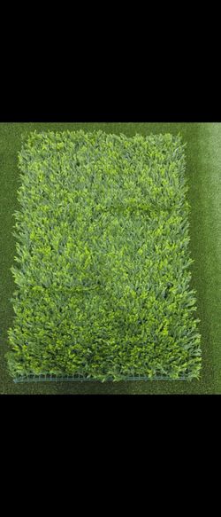 CALIGREEN IVY.