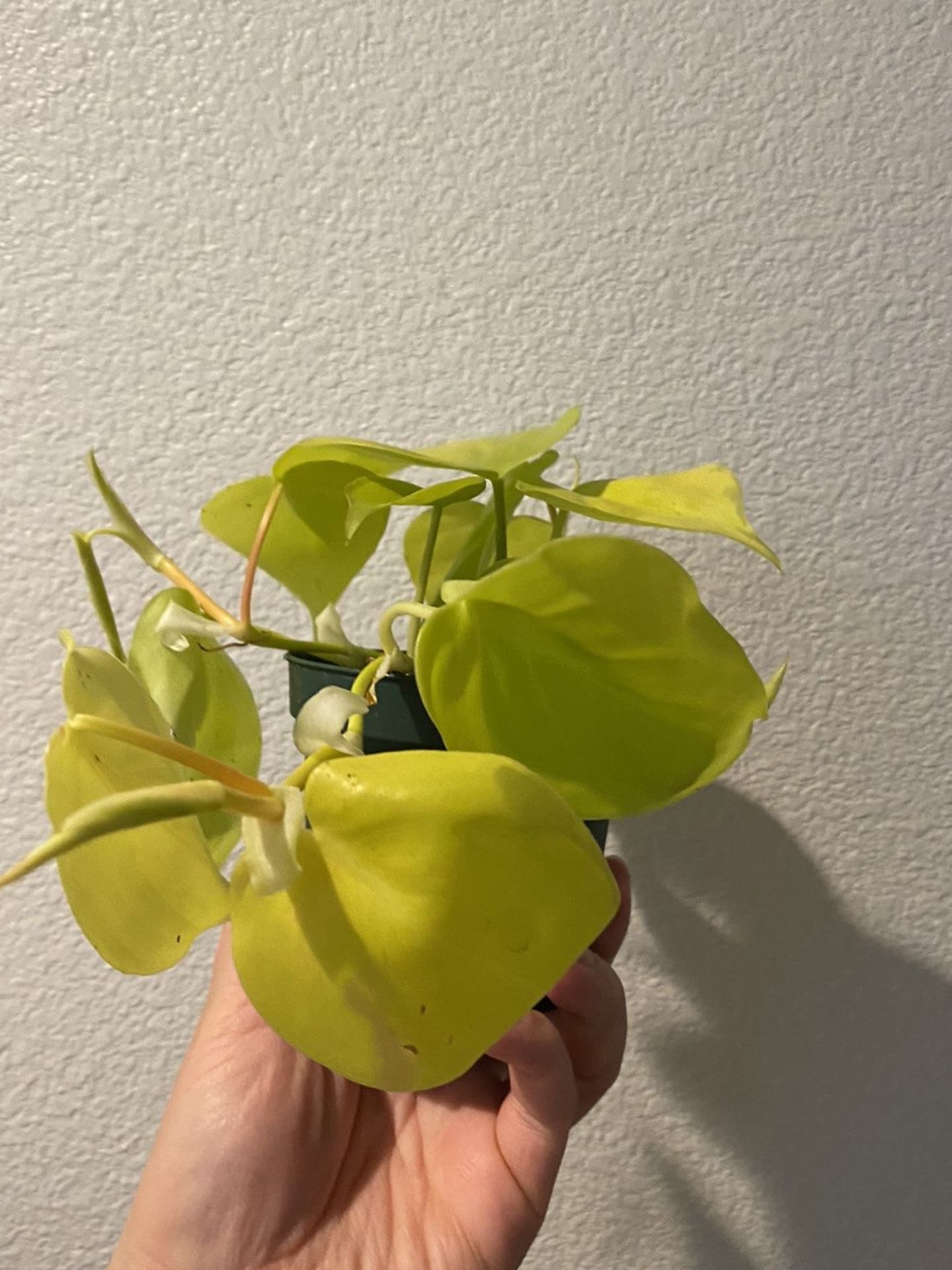 Philodendron Lemon Lime “4 Inch Pot