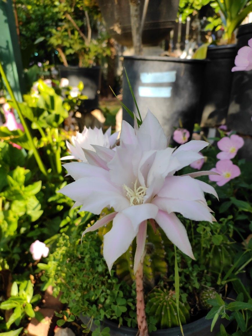Cactus Pink