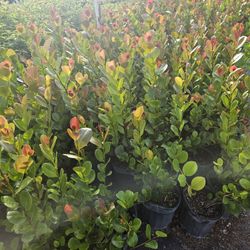 red tip cocoplum only $3.75 minimum qty 100 +  