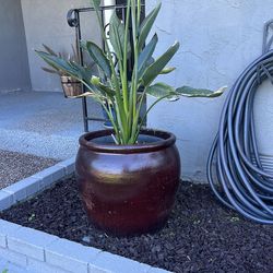 X-Large Planter Pots