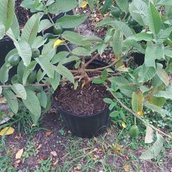 Guava Plant 