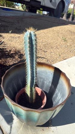 Blue cactus for sale