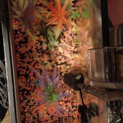 Tiny Fish Tank And Fish Free