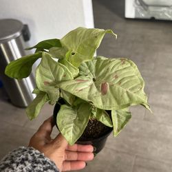Syngonium Confetti 4”