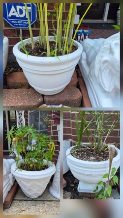 Papaya/ sago palm and date palm plant