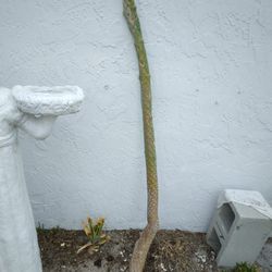 5 Ft Tall Caribbean Cactus Tree - Opuntia Consolea Falcata- Orange Flowers Edible Fruit
