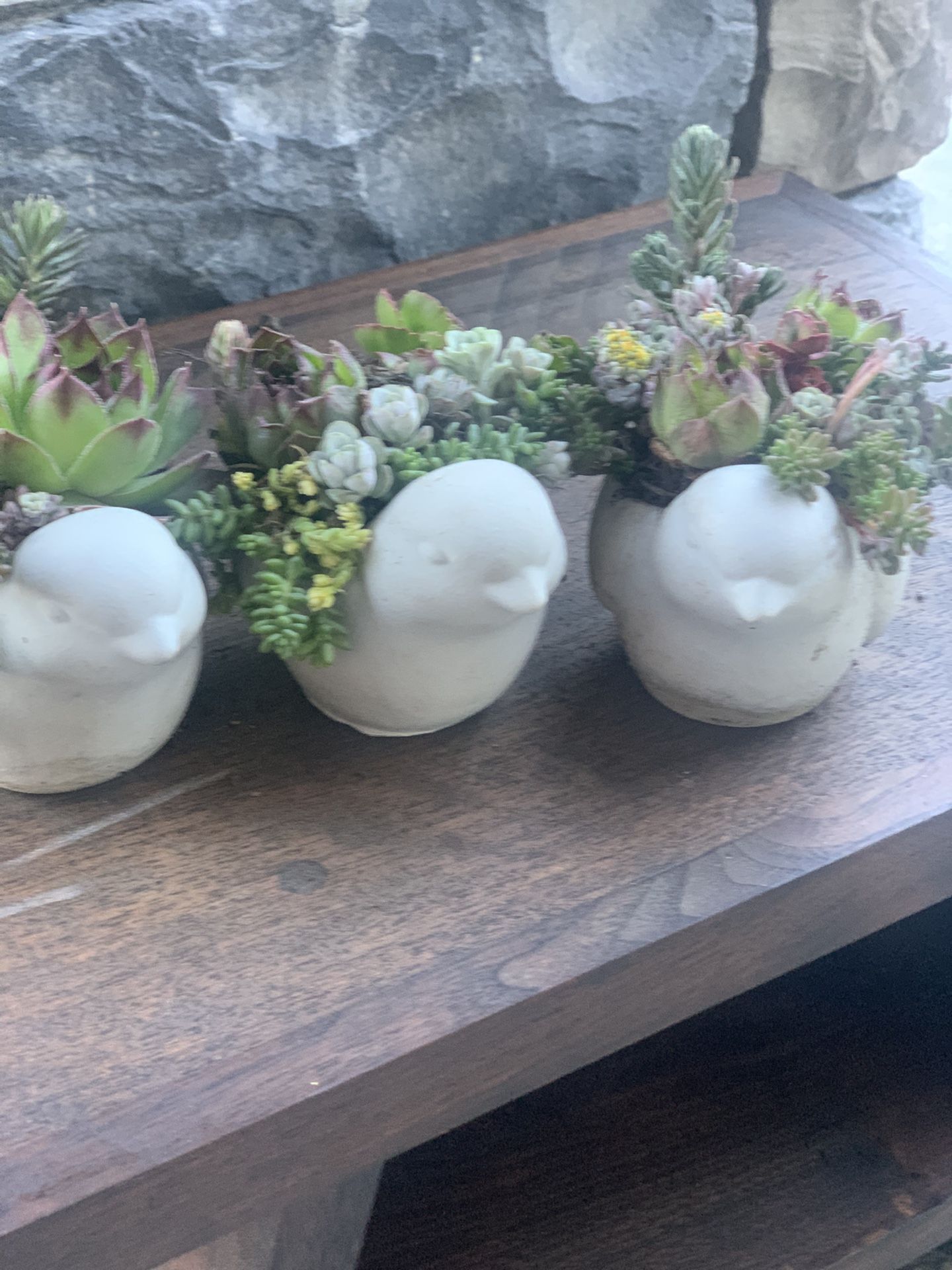Succulents In Small Cement Bird Planter $10 Each
