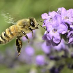 Need Help With Honeybee Colony Removal 