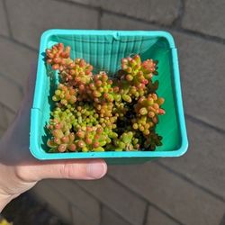 Jelly Bean Succulent 