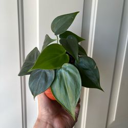Heartleaf philodendron
