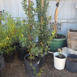 Jasmine Plants