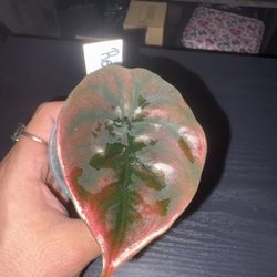 Red Secret Cuprea Elephant Ear