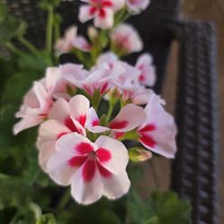 Geranium-Calliope Medium- White Splash