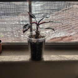 Pink Princess Philodendron 