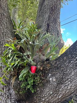 Staghorn fern plant