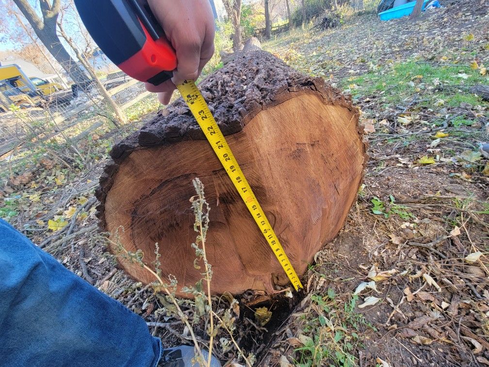 Walnut Tree For Sale