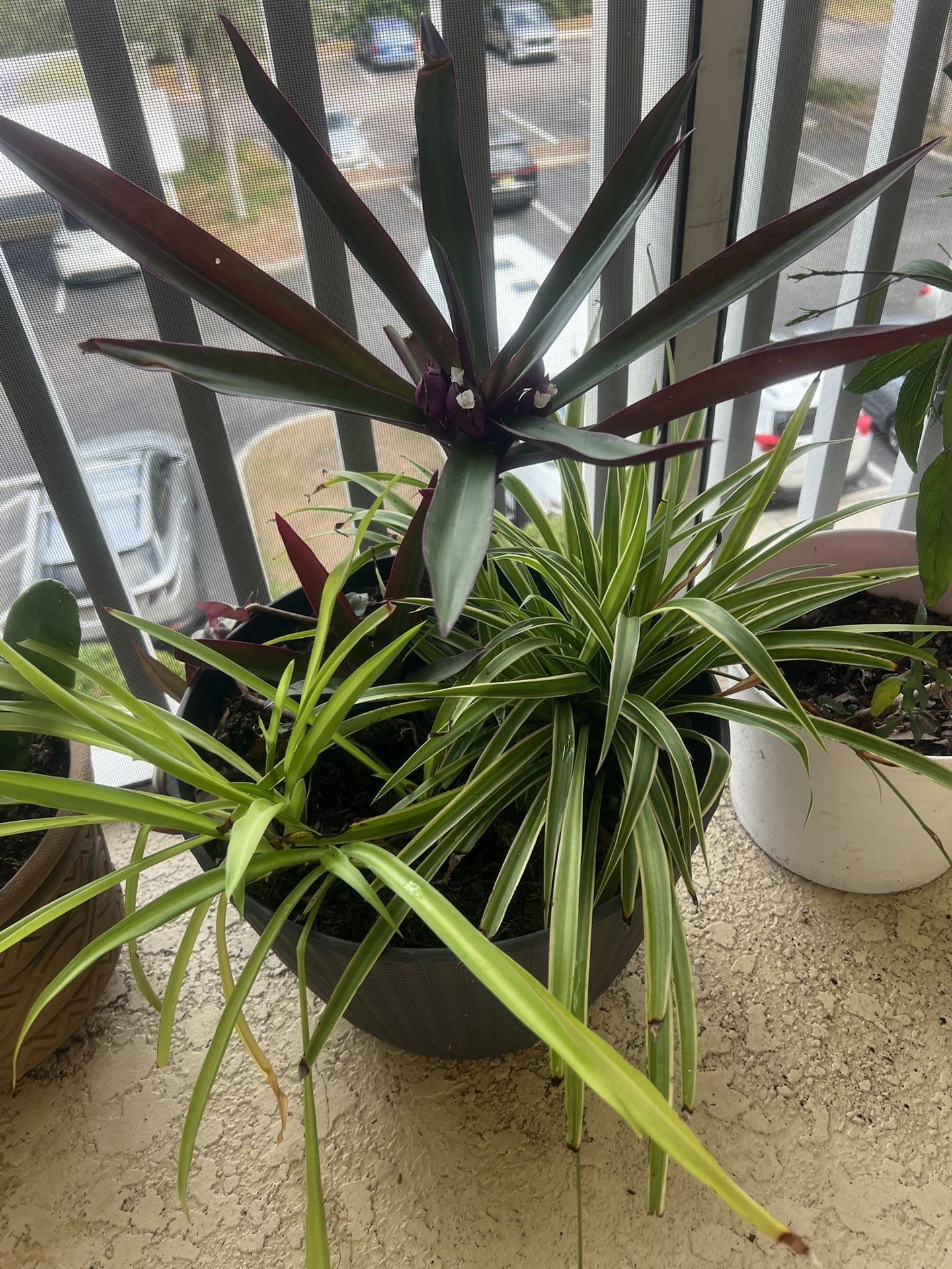 Set Of Of 3 Plants