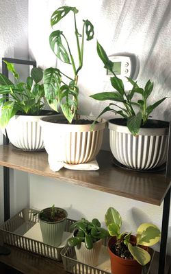 6 small house plants for $20