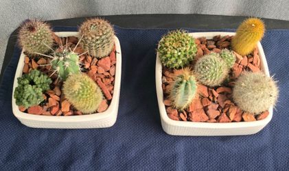 Red Rock Cactus Garden Planters