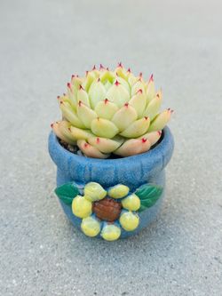 Succulents plants 🪴 （Echeveria Fengfei）