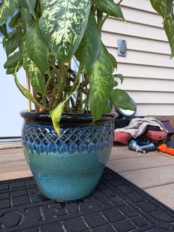 Plant