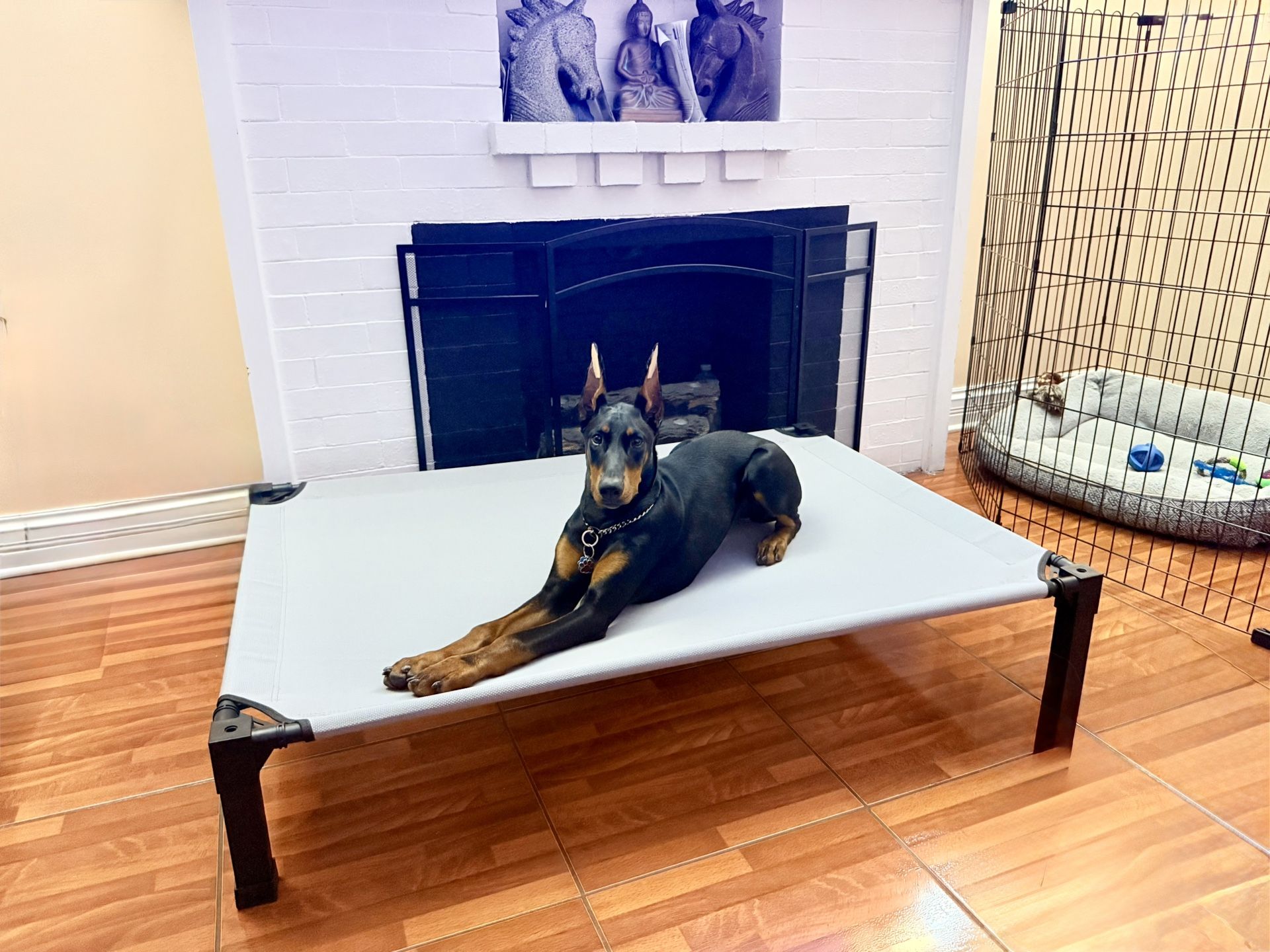 Large Dog Pet Trampoline Style Bed Gray