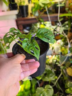 Monstera adansonii, commonly known as the Swiss Cheese Plant.