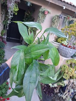 Baltic Blue  Pothos Plant $18