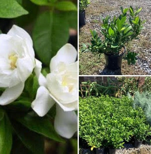Gardenia Plants 1gallon Flor Blanca