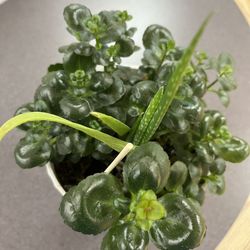 Decoration Real Succulent 